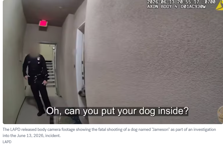 洛市警局公布警员射杀一只穿有尼克斯队球衣的狗的画面 2 image 269