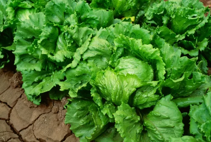 iceberg-lettuce