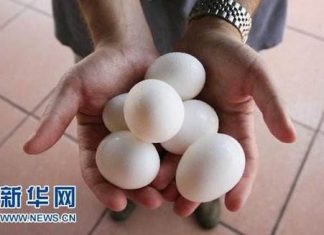 美农场召回两亿枚鸡蛋 疑受沙门氏菌污染