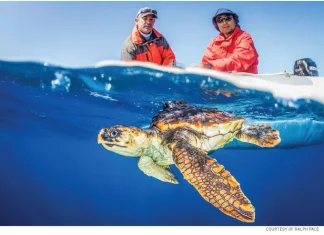 世界海洋日是6月8日:加州水域的海龟