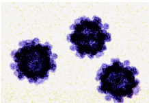 美国诺如病毒(norovirus)病例激增,阳性检测率较8月翻倍