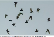 洛杉矶县官员称,感染狂犬病蝙蝠数量创历史第二高