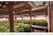 异味引出鲍德温公园仓库内藏匿的1300株大麻