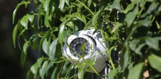 托伦斯警方称,一名浑身披树叶的窃贼因试图安装摄像头而被捕