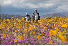 本季野花会迎来盛花期吗?专家解读冬季降雨及其对花期的影响