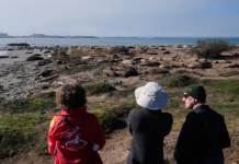 加州象海豹爆发禽流感疫情,热门观光游览取消