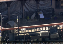 或是美国历史上最大的动物救援 700只猫狗在休斯湖一处房产获救