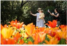 荷兰以郁金香花田闻名世界,但洛县Descanso花园的郁金香也不逊色