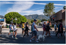 蒙罗维亚的母熊袭击人类被安乐死 社区民众痛心疾首