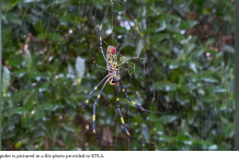 南加州发现手掌大小的蜘蛛