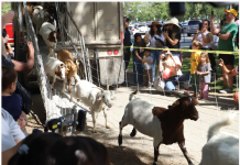 600只山羊在帕萨迪纳的阿罗约塞科河段开始工作,目标:防火