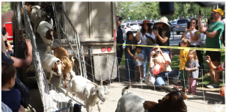 600只山羊在帕萨迪纳的阿罗约塞科河段开始工作,目标:防火