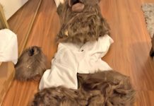 熊装豪车诈骗案:3人被判保险欺诈罪